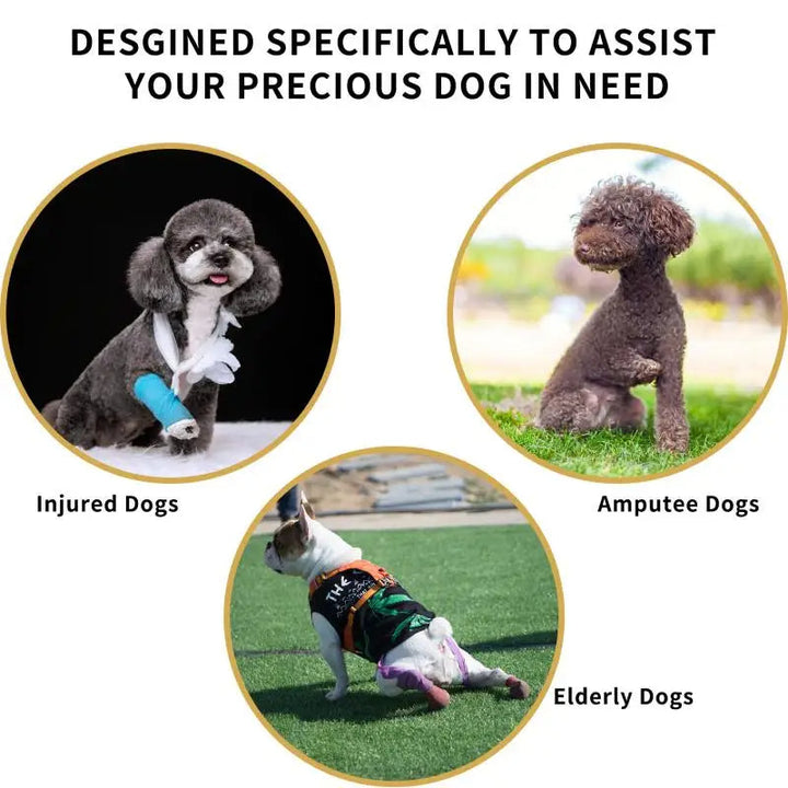 Adjustable dog lift harness fits various dog breeds, essential mobility aid for injured & senior pets.