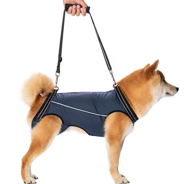 Senior dog walking comfortably with a supportive lift harness. Eases joint pain and aids mobility.
