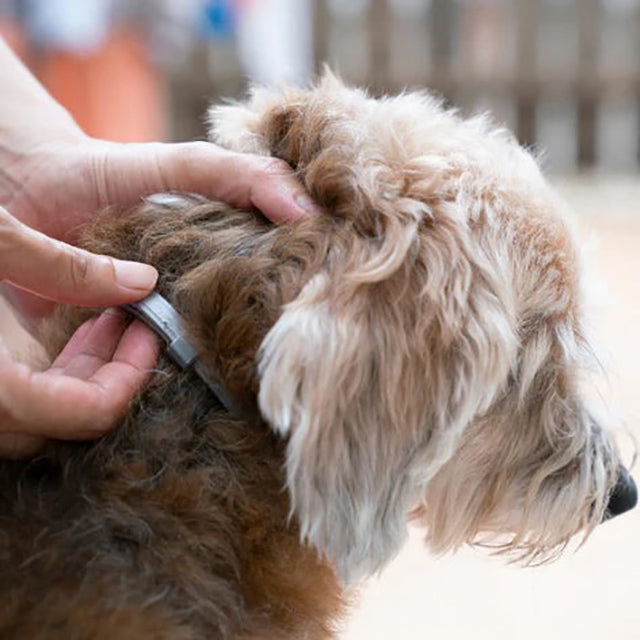 Keep pets safe: adjustable waterproof flea & tick collar for cats & dogs, natural pest control.