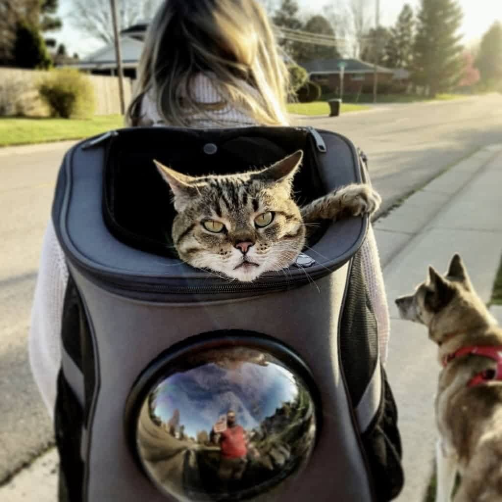 Durable cat backpack carrier with a unique bubble window, great for hiking & exploring with your pet.