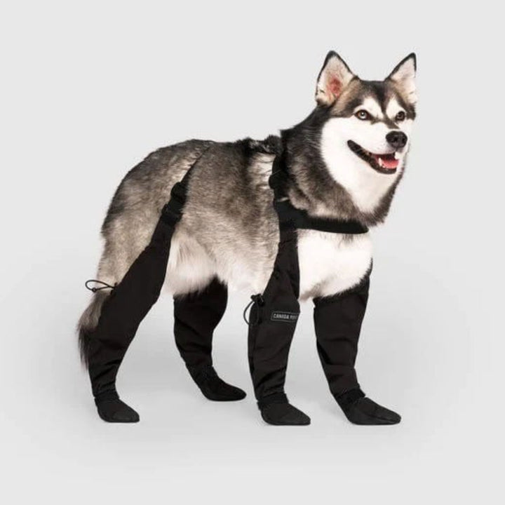 Durable all-weather dog boots provide ultimate paw protection & comfort for outdoor adventures, perfect for hiking.