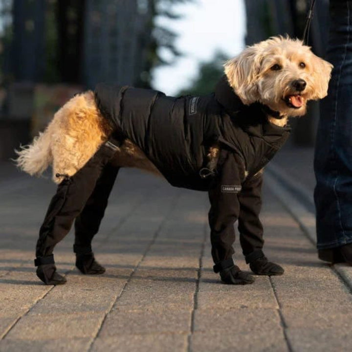 Waterproof dog boots for ultimate paw comfort & protection in all weather. Ideal pet shoes for active dogs.
