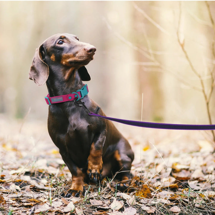 Extra long waterproof dog lead with padded handle for comfort, ideal for training & adventures.