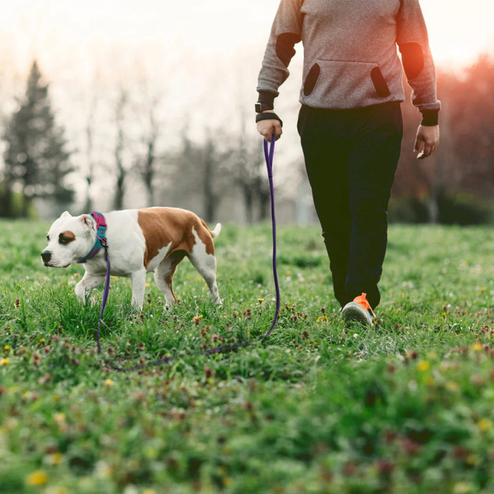 Padded handle extra long waterproof dog lead, offering ultimate control and comfort for dogs.
