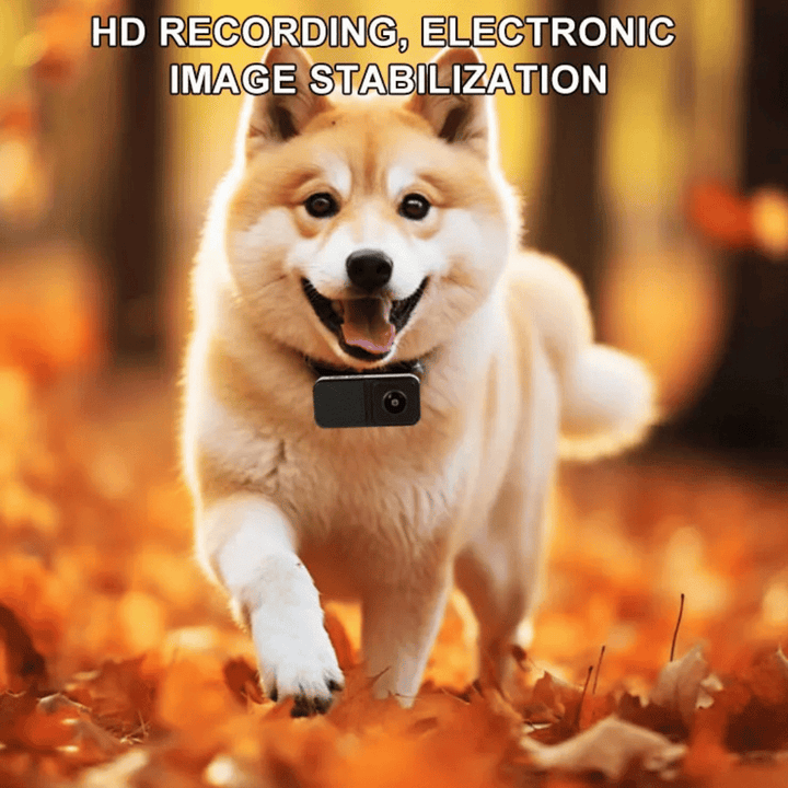 See what your dog sees! HD collar camera, a pet accessory for capturing videos.
