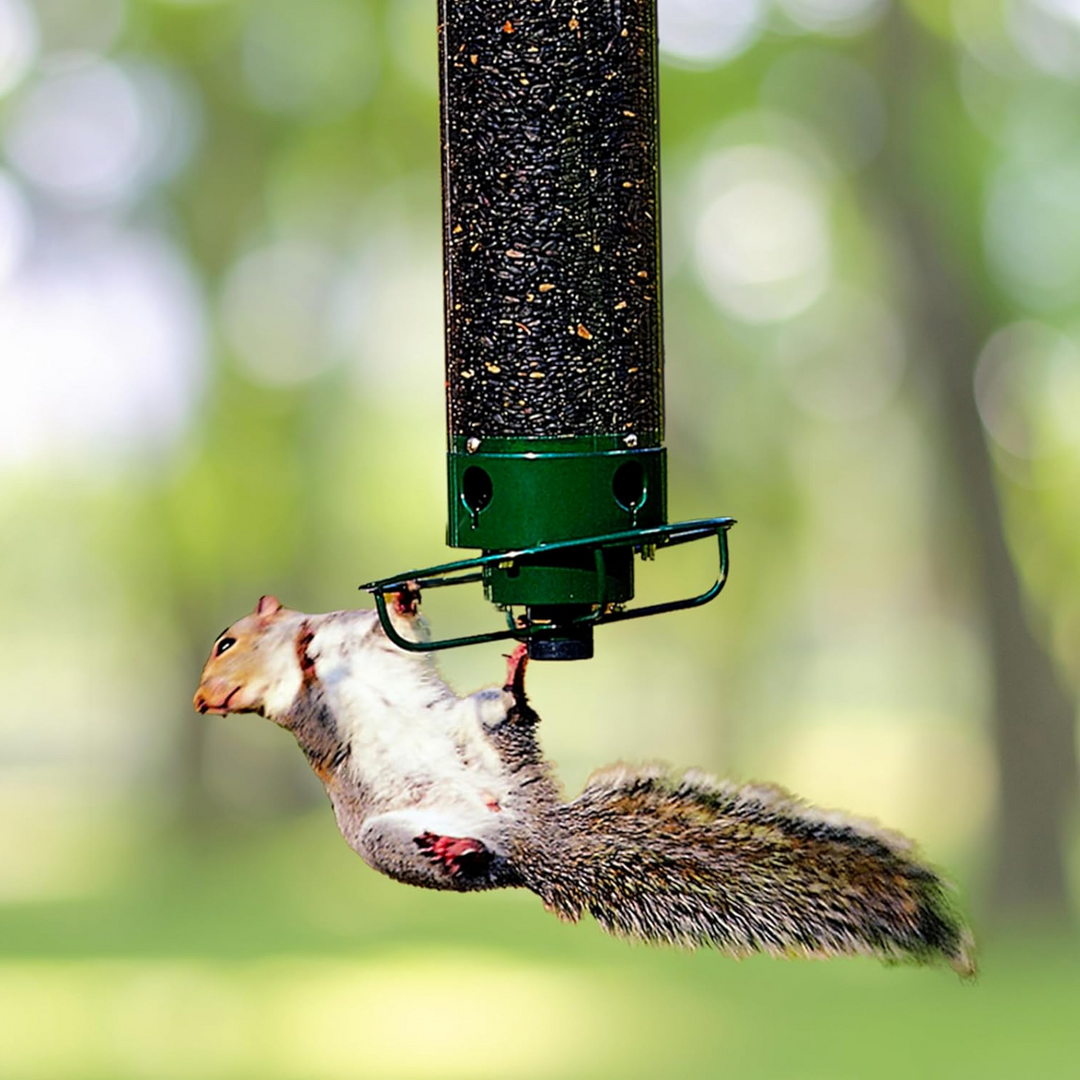 Reliable heavy-duty bird feeder, squirrel-proof for uninterrupted garden birdwatching.