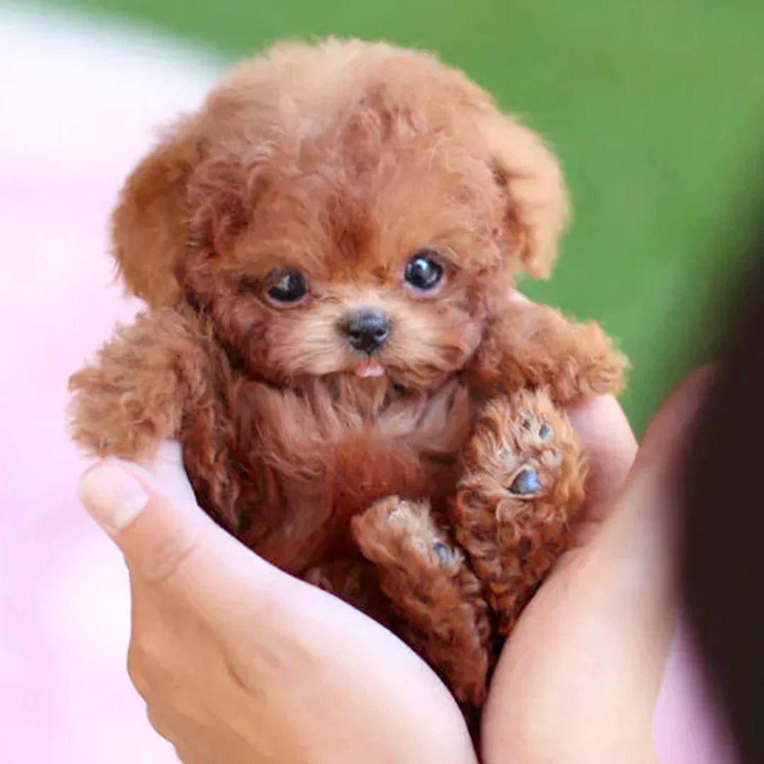 Lifelike brown and white plush puppy toy, a realistic cuddly companion for kids, adults, & home decor.
