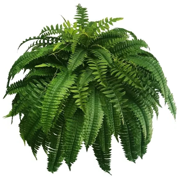 Realistic faux Boston fern, UV-resistant & low-maintenance, ideal for all outdoor settings.