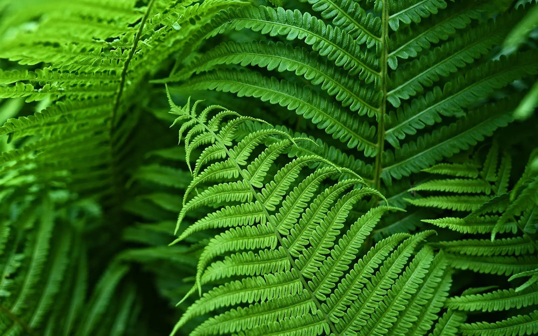 Premium lifelike artificial Boston fern, outdoor UV-resistant faux plant for garden accent.
