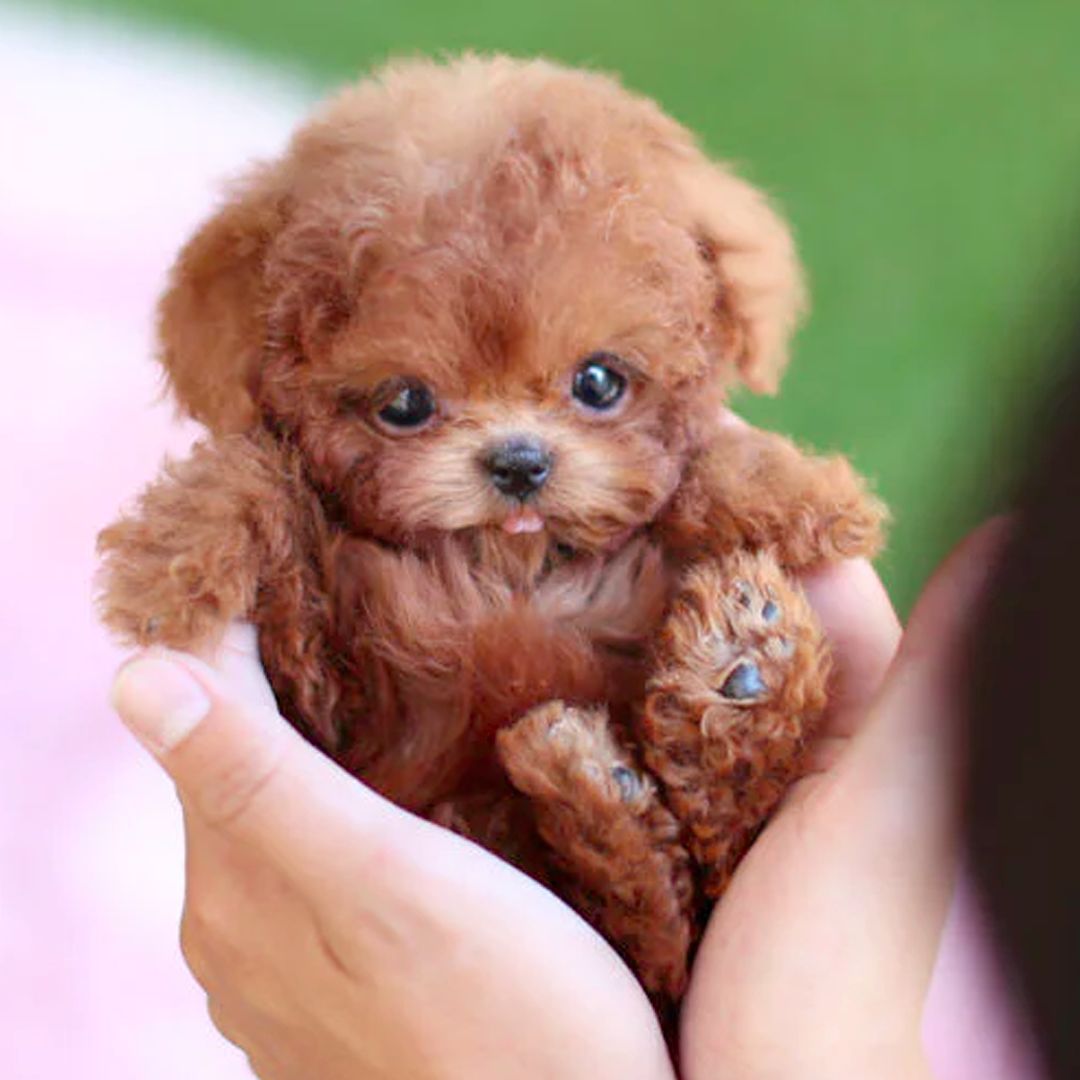 Realistic interactive robot puppy, a playful electronic companion toy for kids. Perfect children's gift.