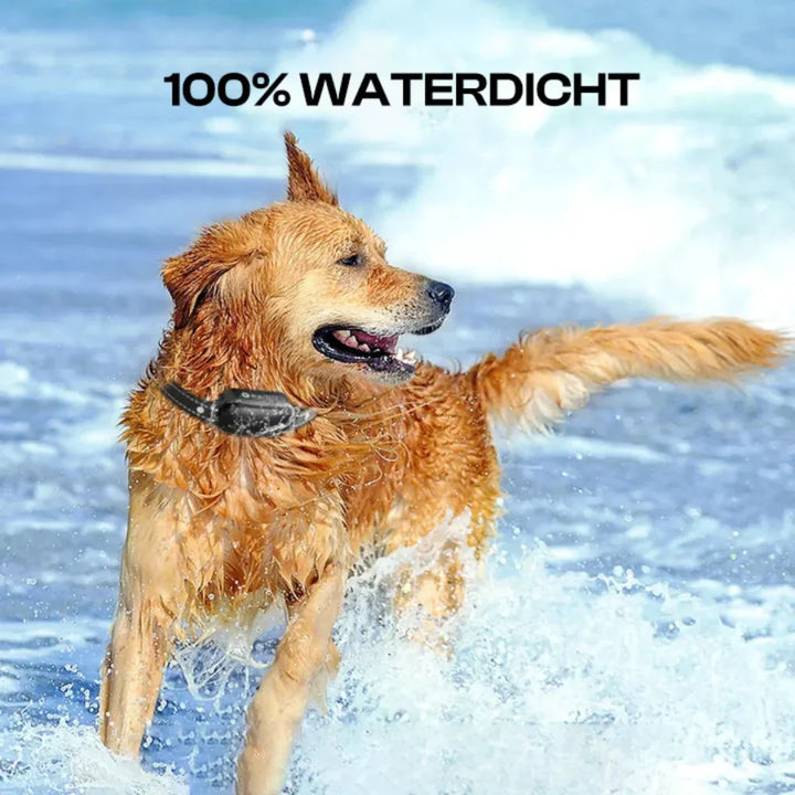 Complete remote dog training collar kit, showing the waterproof device on a dog and the user-friendly remote control.