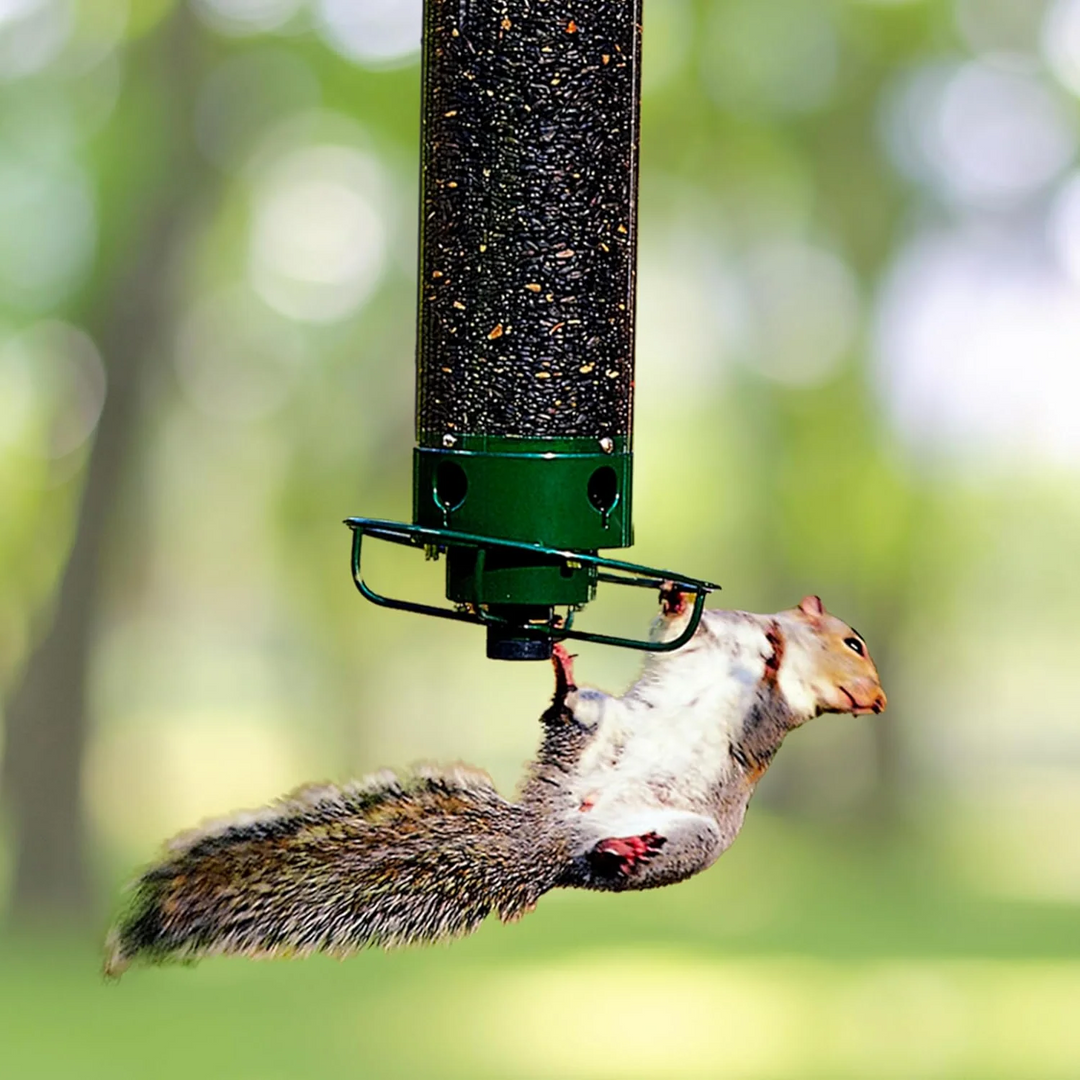 Durable metal squirrel-proof bird feeder for outdoors, designed as a hanging seed dispenser for wild birds.