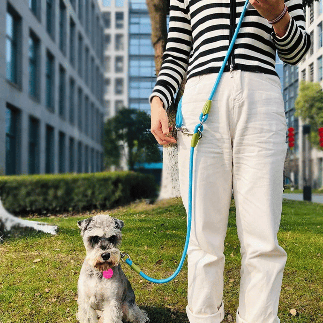 Essential reflective hands-free dog leash for safe night running and evening walks.