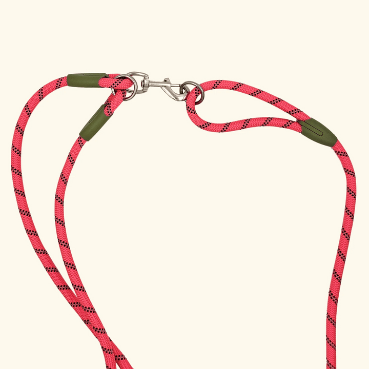 Premium pet supplies: a reflective hands-free bungee dog leash for active dog owners.
