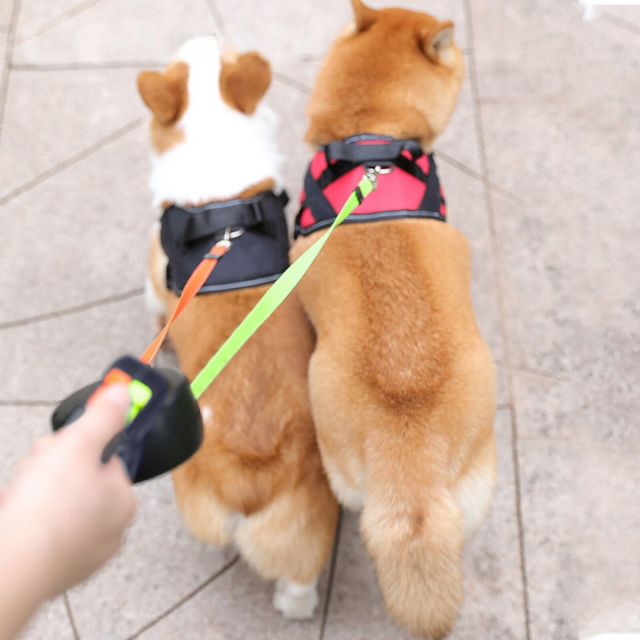 LED dual dog leash for night walks, tangle-free design for controlling two pets safely.