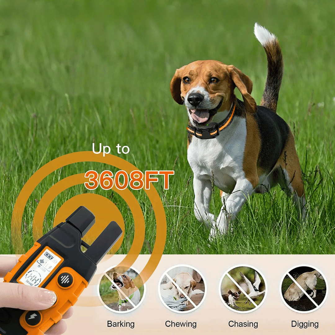 Rechargeable dog training collar improves obedience, control, and off-leash reliability for pets.